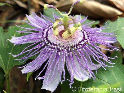 Passiflora incarnata