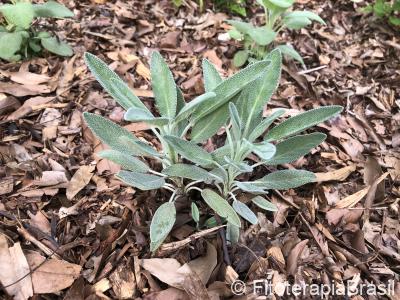 Salvia officinalis