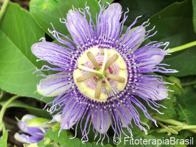 Passiflora incarnata