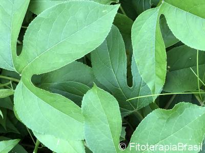 Passiflora incarnata