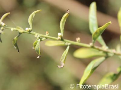 Aloysia polystachya