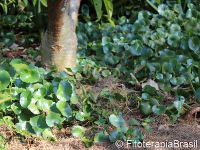 Hydrocotyle umbellata