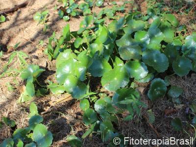 Hydrocotyle umbellata