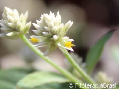 Alternanthera brasiliana
