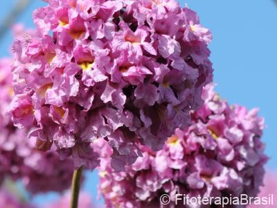 Flores