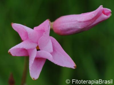 Flor