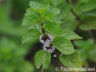 Mentha x piperita
