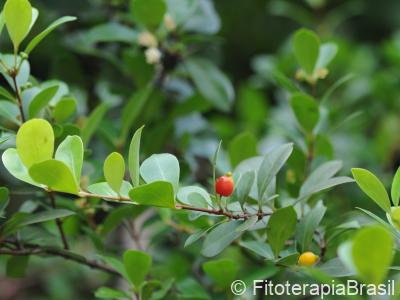 Eugenia punicifolia
