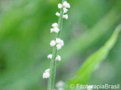 Flores
