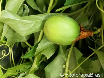 Passiflora incarnata