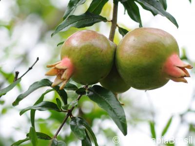 Frutos verdes