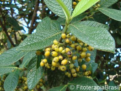Frutos