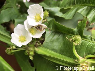 Echinodorus grandiflorus