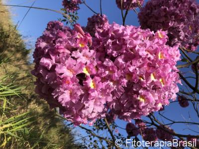 Tabebuia avellanedae