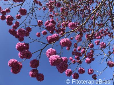 Tabebuia avellanedae