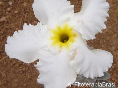 Flor