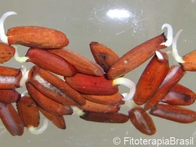 Sementes em germinação